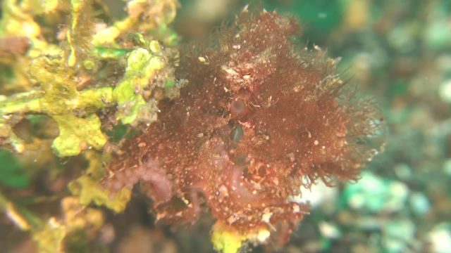 Hairy Octopus (Octopus sp. 1)