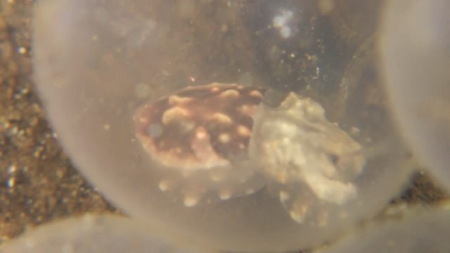 Flamboyant Cuttlefish Birth (Metasepia pfefferi)
