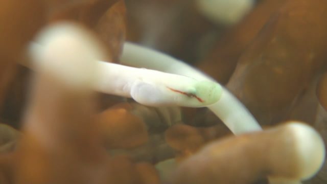 Mushroom Coral Pipefish (Siokunichthys nigrolineatus)