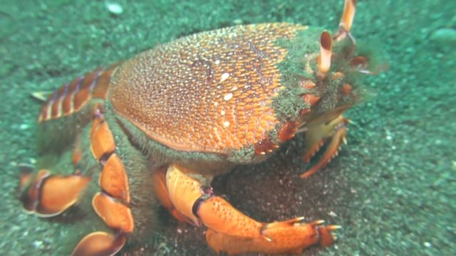 Red Frog Spanner Crab (Ranina ranina)