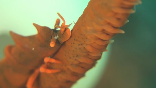 Dragon Shrimp (Miropandalus hardingi)