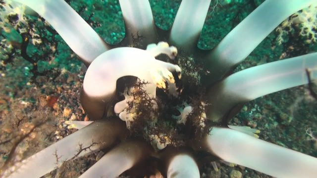 Lembeh Magnum Sea Cucumber (Neothyonidium sp. 1)