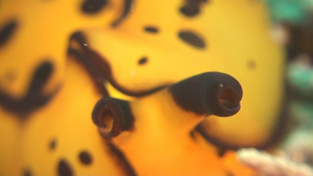 Marten's Sidegill Slug (Berthella martensi)