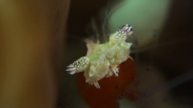 Mushroom Coral Shrimp (Periclimenes kororensis)