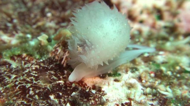 Unknown Mollusc