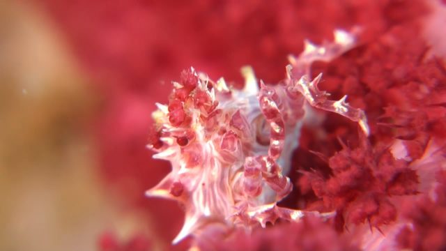 Candy (Soft Coral) Crab (Hoplophrys oatesii)