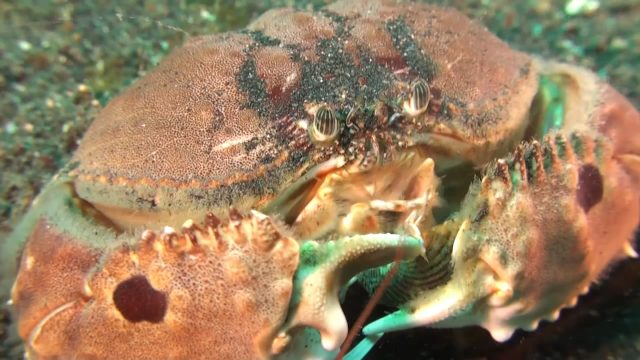 Spotted Box Crab (Calappa philargius)
