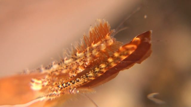 Donald Duck Shrimp (Leander plumosus)