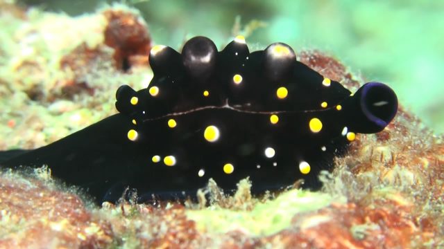 Egg Cowrie (juvenile) (Ovula ovum)