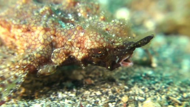 Pegasus (Dragon) Sea Moth (Eurypegasus draconis)