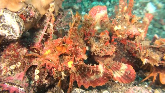 Spiny Devilfish - pre-mating (Inimicus didactylus)