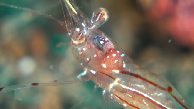 Cuapetes Shrimp (Anatomy)