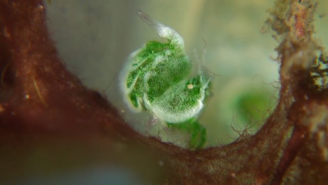 Little Green Shrimp (Phycocaris sp. ?)
