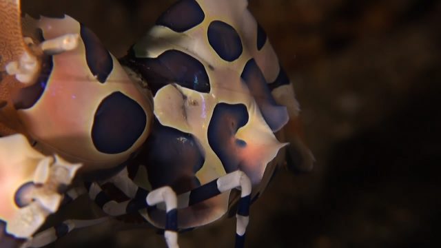 Harlequin Shrimp Family (Hymenocera elegans)