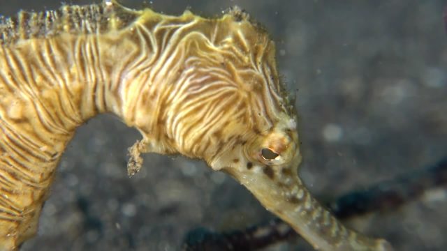 Zebra-stripped Seahorse (Hippocampus trimaculatus)
