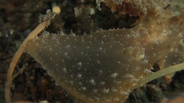 Green Melibe - Eating (Melibe viridis)