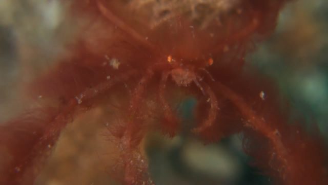 Orangutan Crab (Achaeus japonicus)