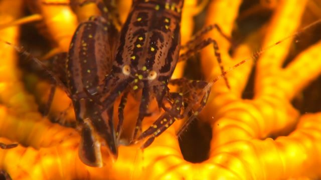 Stimpson's Snapping Shrimp (Synalpheus stimpsoni)