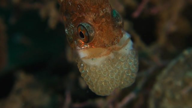 Coral Cardinalfish - Pregnancy (Siphamia corallicola)
