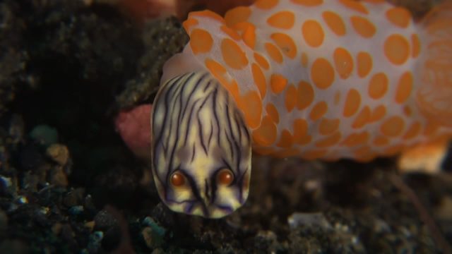 Red Bumpy Gymnodoris eating (Gymnodoris rubropapulosa)