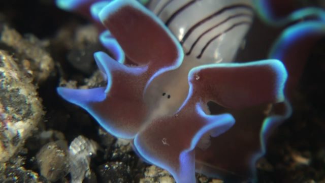 Brown-Lined Paperbubble (Hydatina physis)