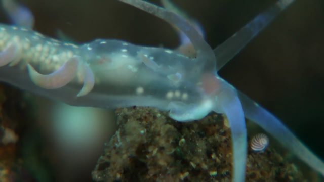 Phyllodesmium poindimiei (Strange Insides)