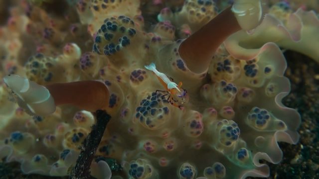 Bumpy Dendrodoris with Emperor Shrimp (Dendrodoris tuberculosa)