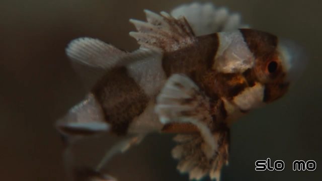 Harlequin Sweetlips - juvenile in slo mo (Plectorhinchus chaetodonoides)