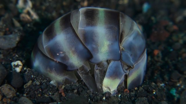 Tiger Mantis - Digging (Lysiosquillina maculata)