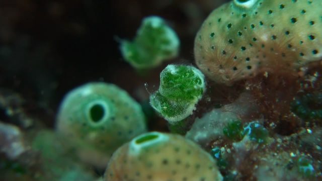 Two Little Green Shrimp (Phycocaris Sp.)