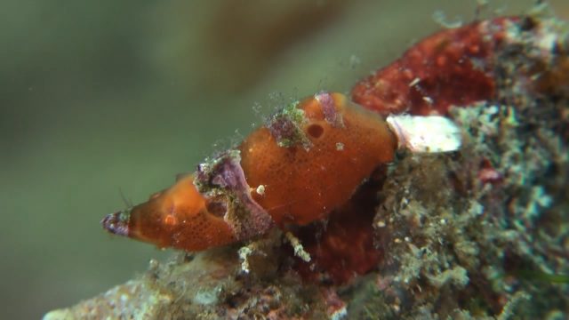 Jony's Shrimp (Unknown species)