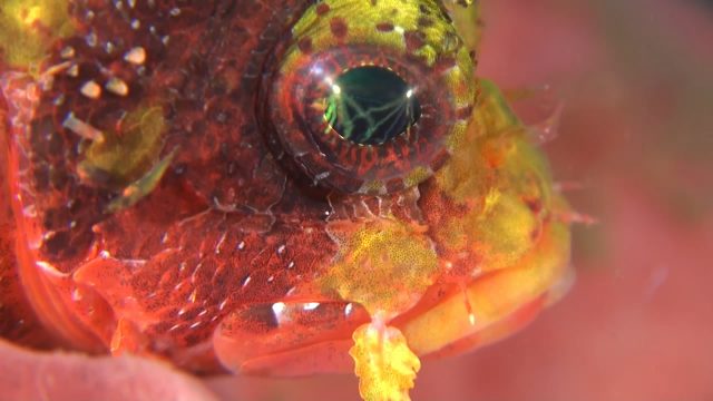 Rare Yellow Shortfin Lionfish (Dendrochirus brachypterus)