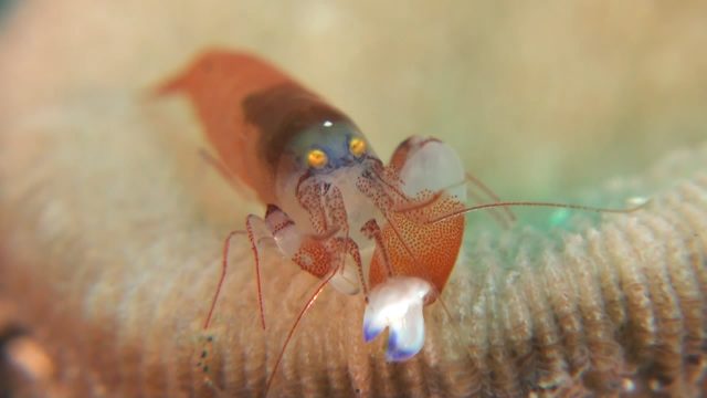 Modest Snapping Shrimp (Synalpheus modestus)