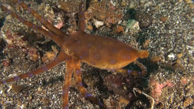 Blue Ring Octopus hunting (Hapalochlaena sp.)