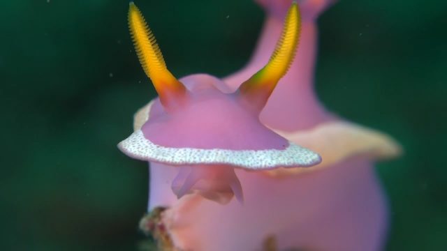 Bullock's Hypselodoris with Goby (Hypselodoris bullocki)