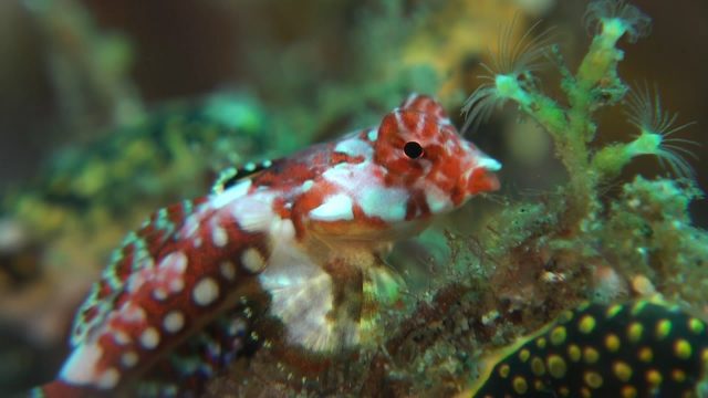 Moyer's Dragonet (juvenile) (Synchiropus moyeri)