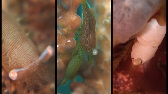 Coral Shrimp (Coralliocaris Sp.)