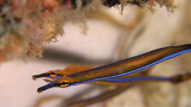 Honshu Pipefish (Doryhamphus japonicus)