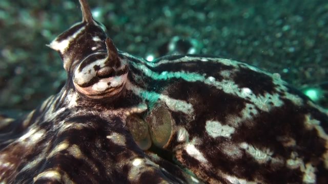 Mimic Octopus - includes a fight (Thaumoctopus mimicus)