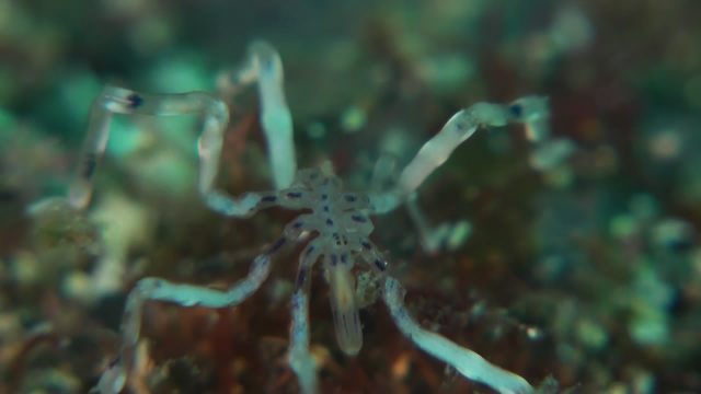 Sea Spiders (Pycnogonida)