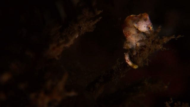Pontohi Pygmy Seahorse (Hippocampus sp.)