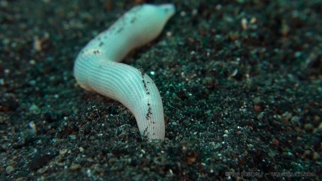 Peanut Worm (Sipuncula)
