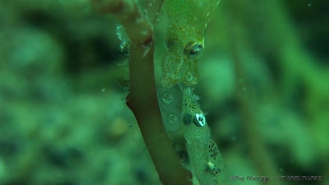 Pygmy Squid Laying Eggs (Idiosepius sp. 1)