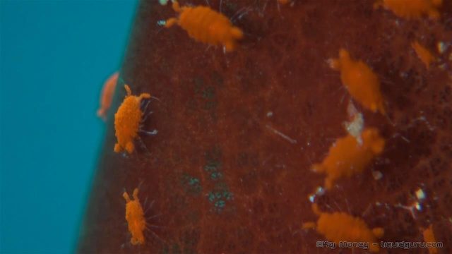 Sponge Isopod (Santia sp.)