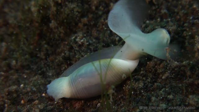 'Dumbo' Snail (Strange Locomotion)