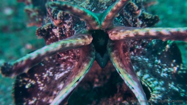 Flamboyant Cuttlefish in Slow Motion (Metasepia pfefferi)