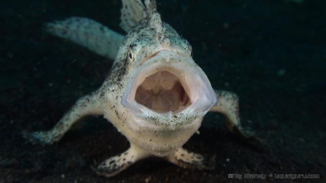 Hispid or Striated Frogfish (Antennatus sp.)