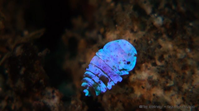 Octopod? Copepod?