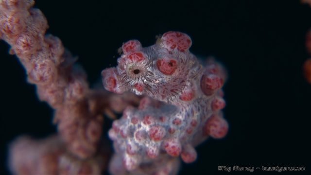 Pygmy Seahorse (Hippocampus bargibanti)