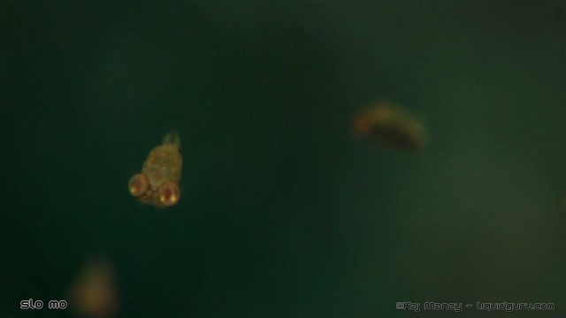 Idiomysis (Very small critter)